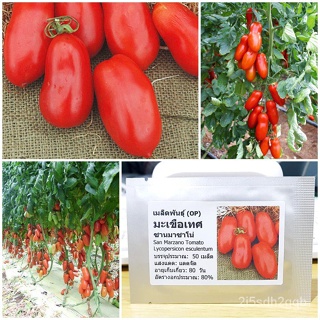 （คุณภาพสูง เมล็ด）เมล็ดพันธุ์ มะเขือเทศ แซนมาซาโน่ (San Marzano Tomato Seed) บรรจุ 50 เมล็ด คุ/ง่าย ปลูก สวนครัว /สวนครัว