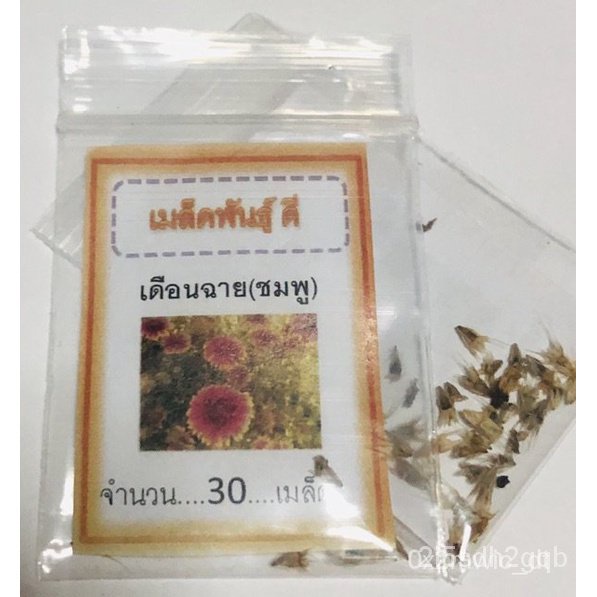 ผลิตภัณฑ์ใหม่-เมล็ดพันธุ์-เมล็ดพันธุ์-ดอกเดือนฉาย-150-เมล็ด-เกลลาเดียร์-blanketflower-gaillardia-เดือนฉาย-ราคา-คล-เ-ja8