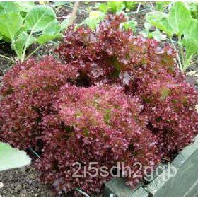 คุณภาพสูง-เมล็ด-เมล็ดพันธุ์-ผักสลัด-โลโลรอสโซ่-lollo-rosso-lettuce-seed-บรรจุ-500-เมล็ด-คุณ-ง่าย-ปลูก-สวนครัว-สวนครัว
