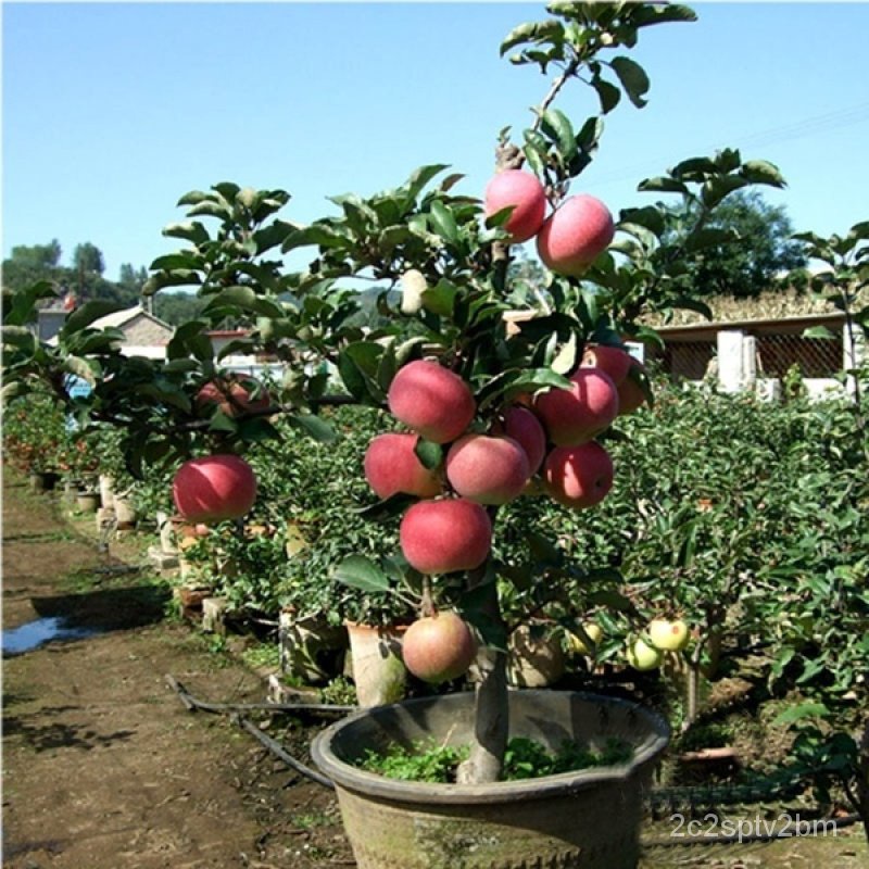 คุณภาพสูง-เมล็ด-บอนสี-เมล็ดพันธุ์-50เมล็ด-dwarf-apple-seeds-ต้นไม้ประดับ-พันธุ์ไม้ผล-ต้นไม้ม-ขายดี-ผัก-ปลูก-ขายดี-b9lx