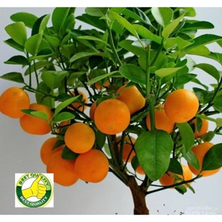ผลิตภัณฑ์ใหม่ เมล็ดพันธุ์ จุดประเทศไทย ❤Small Tree Orange Bonsai Citrus (Seeds)เมล็ดอวบอ้วน 100% รอคอยที่จะให้คว/ขายดี 6