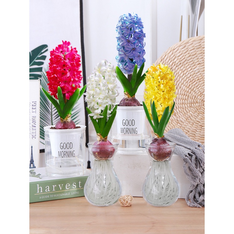 hyacinth-seed-ball-hydroponic-set-indoor-narcissus-seed-ball