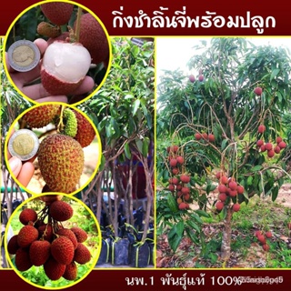ผลิตภัณฑ์ใหม่ เมล็ดพันธุ์ เมล็ดพันธุ์คุณภาพสูงในสต็อกในประเทศไทยจุดประเทศไทย ❤ต้นลิ้นจี่ กิ่งตอนลิ้นจี่ กิ่งตอน คล/เมล็ด