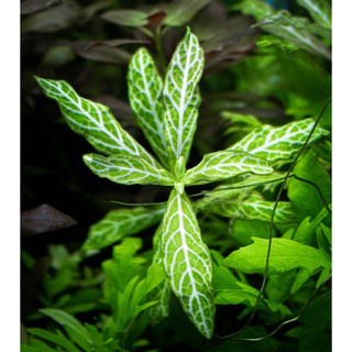 (ขายเป็นกิ่ง)ต้นไม้น้ำ ขาไก่ด่าง Hygrophila polysperma