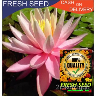 ผลิตภัณฑ์ใหม่ เมล็ดพันธุ์ จุดประเทศไทย ❤Water Lily Seeds Pink WTL50 High germination Flower Seeds like our othe คล/ขา 47