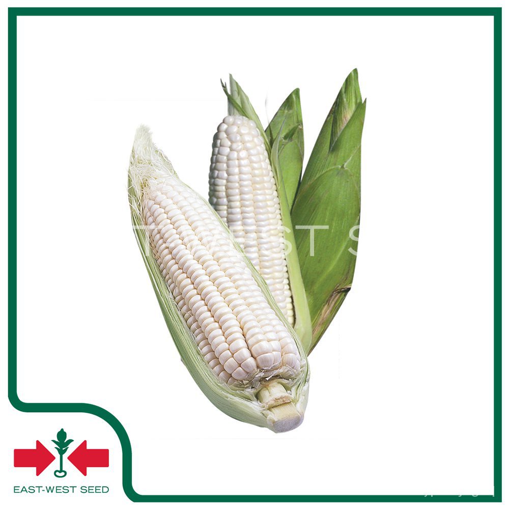 ผลิตภัณฑ์ใหม่-เมล็ดพันธุ์-2022east-west-seed-เมล็ดอวบอ้วนข้าวโพด-waxy-corn-seeds-บิ๊กไวท์-852-f1-เมล็ดอวบอ้วน-ดอก-wwl