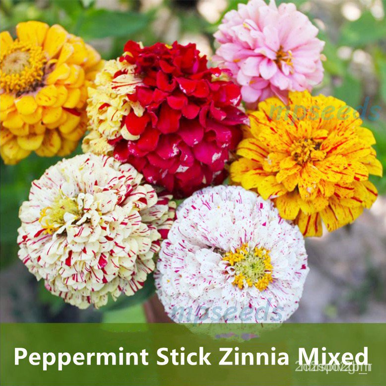 ผลิตภัณฑ์ใหม่-เมล็ดพันธุ์-เมล็ดพันธุ์-ดอกบานชื่นเปปเปอร์มินท์สติ๊กคละสี50-60เมล็ด-peppermint-stick-zinnia-mixed-ขายด-ps