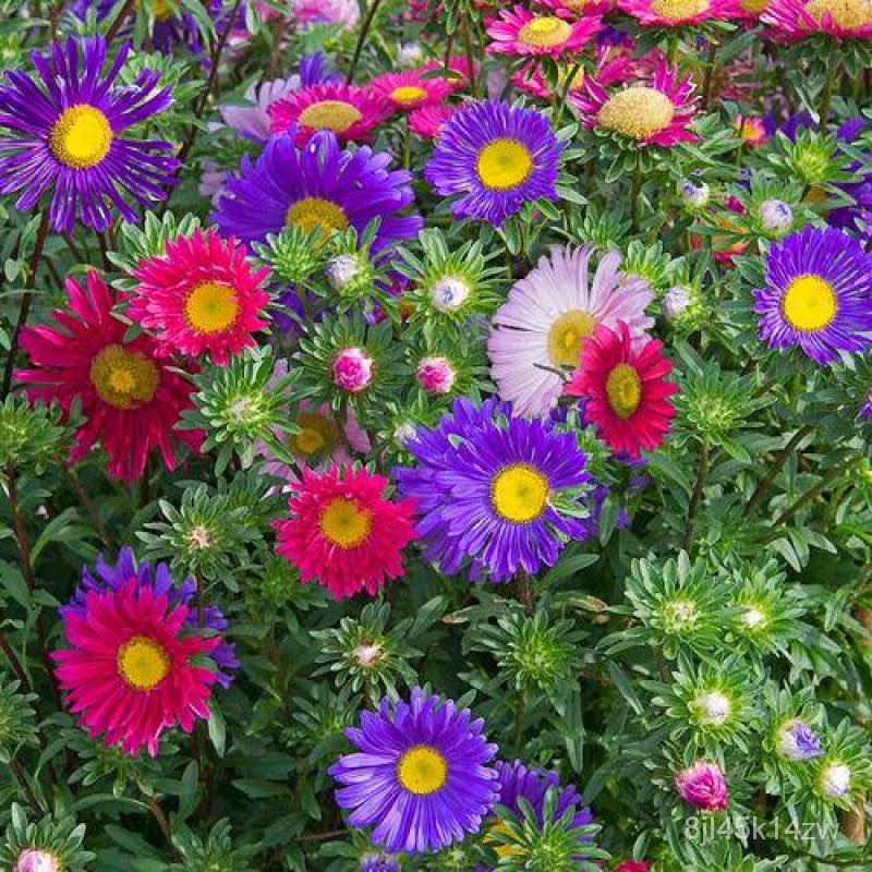 คุณภาพสูง-เมล็ด-เมล็ดพันธุ์-ดอกเบญจมาศ-mixed-chrysanthemum-flower-seeds-เมล็ดดอกไม้-ต้นไม้ปร-ขายดี-ผัก-ปลูก-ขายดี-kyeo