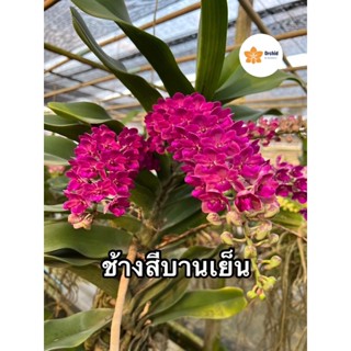 (กำลังมีดอก)กล้วยไม้ช้างสีบานเย็น🌺