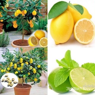 ผลิตภัณฑ์ใหม่ เมล็ดพันธุ์ จุดประเทศไทย ❤Philippines Ready Stock 20pcs/Bag Lemon Tree Seeds Potted Planting Seas /ขายดี M
