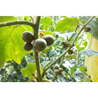 （คุณภาพสูง เมล็ด）เมล็ดพันธุ์มะอึก ผักสวนครัว มะอึก จำนวน 100  เมล็ด/คละ J2WA