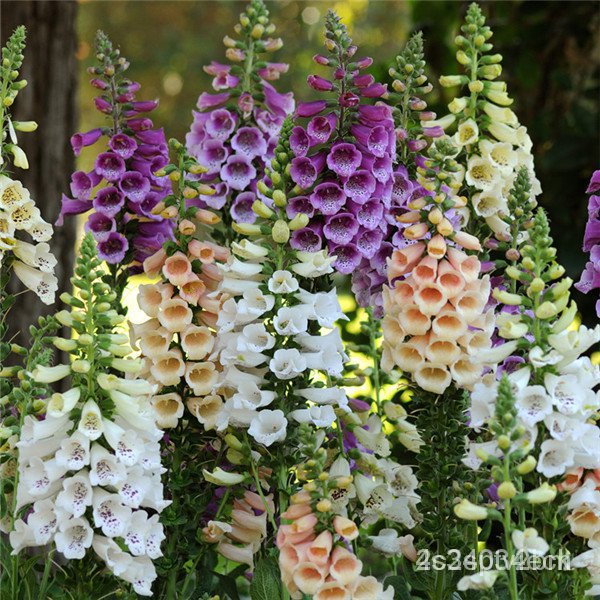 ผลิตภัณฑ์ใหม่-เมล็ดพันธุ์-foxglove-seeds-50-pcs-garden-rare-flower-seeds-potted-purple-foxglove-seeds-bonsai-p-ขายดี-3