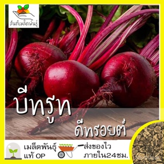 อินทรีย์ ใหม่ สายพันธุ์ เมล็ดพันธุ์คุณภาพสูงในสต็อกในประเทศไทย พร้อมส่งเมล็ดอวบอ้วน บีทรูท ดีทรอยต์ 100 เมล็ด Detr/เมล็