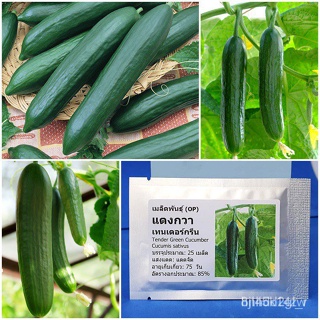 ผลิตภัณฑ์ใหม่ เมล็ดพันธุ์ เมล็ดพันธุ์ แตงกวาเทนเดอร์กรีน (Tender Green Cucumber Seed) บรรจุ 25 เมล็ด คุณภาพดี รา/ขายดี L