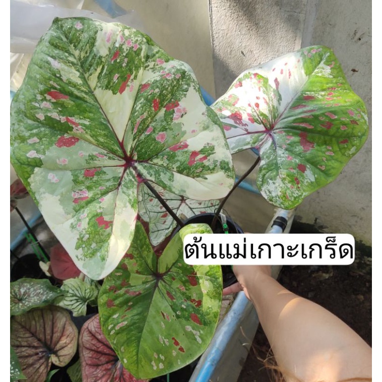 บอนสี-บอนเทพ-บอนแรร์-บอนสีราคาถูก