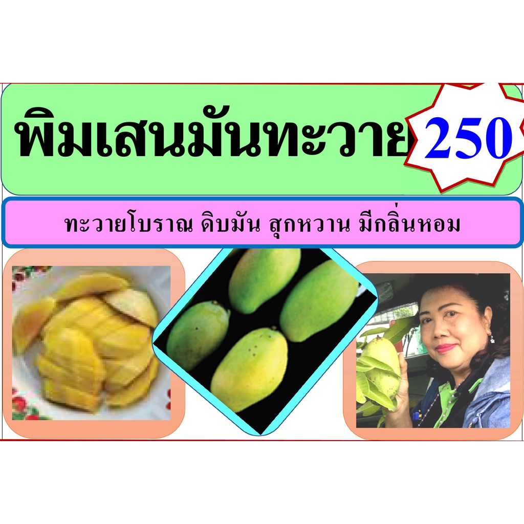 พิมเสนมันทะวาย-มะม่วงมันโบราณ-มันเข้มข้น-หอม-อร่อย