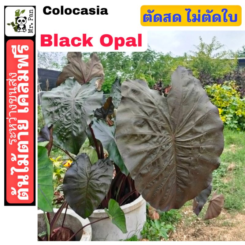 colocasia-black-opal-ตัดสดพร้อมใบ-คาโลคาเซีย-เเบล็ค-โอปอล