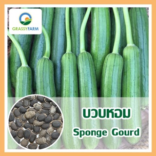 ผลิตภัณฑ์ใหม่ เมล็ดพันธุ์ เมล็ดพันธุ์คุณภาพสูงในสต็อกในประเทศไทย พร้อมส่งเมล็ดบวบหอม (Sponge Gourd)​ บวบหอม เมล คล/ขา JN