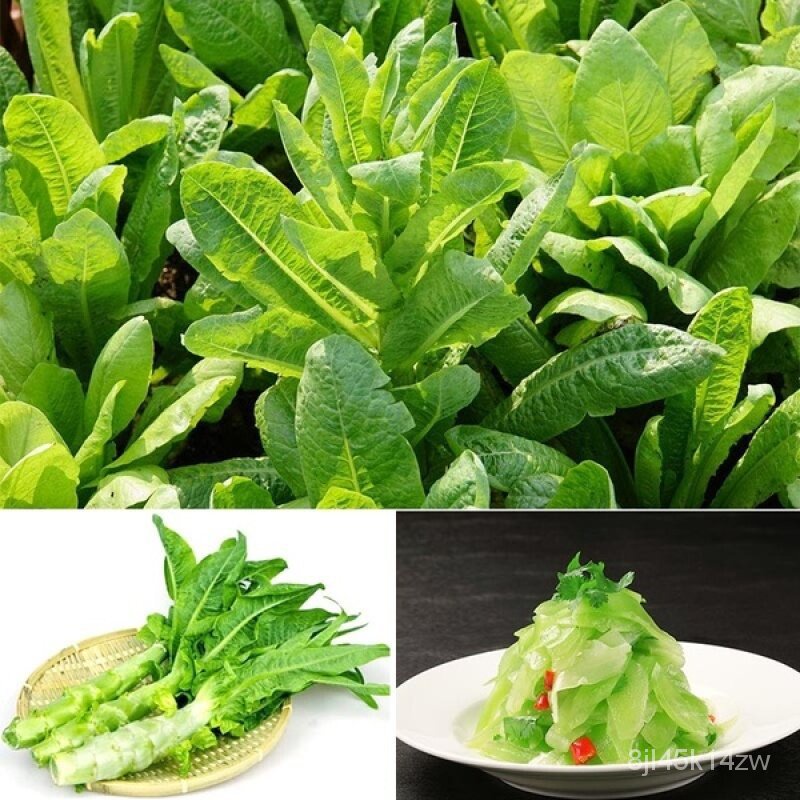 คุณภาพสูง-เมล็ด-ของแท้-100-จัดส่งในพื้นที่-200-เมล็ด-asparagus-lettuce-seeds-เมล็ดพันธุ์ผัก-ง่าย-ปลูก-สวนครัว-ขายดี-a