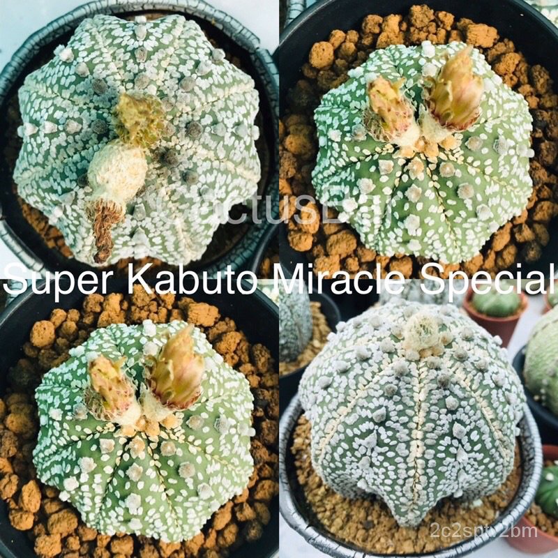 คุณภาพสูง-เมล็ด-cactus-คละชุด-ต้นไม้มงคล-ต้นไม้ฟอกอากาศ-ไม้ประดับ-ต้นไม้ประดับ-พันธุ์ไม-ง่าย-ปลูก-สวนครัว-ขายดี-a