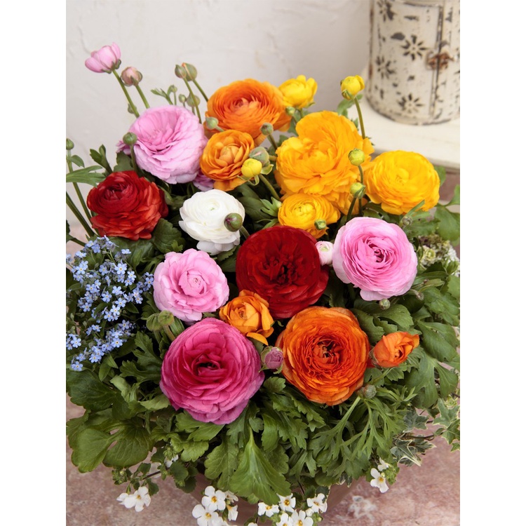 ranunculus-ball-เมล็ดดอกโบตั๋นในร่มและกลางแจ้ง-กระถางต้นไม้-ให้อาหารแก่กล้าไม้