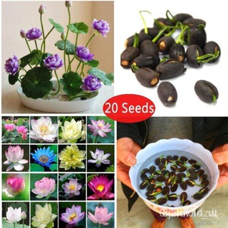 ผลิตภัณฑ์ใหม่ เมล็ดพันธุ์ จุดประเทศไทย ❤20pcs/bag Lotus Water Lily Bonsai Seed Garden Hobbies Multiple Colour M /ขายดี I