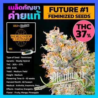 เมล็ดพันธุ์กัญชา FUTURE #1 โฟโต้ เพศเมีย เมล็ดกัญชานอก THC สูง เมล็ดค่าย Blimburnseeds รับประกัน แท้100% แบ่งขาย