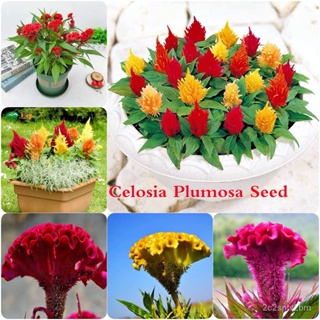 （คุณภาพสูง เมล็ด）คุณภาพดี ราคาถูก 100เมล็ด/ซอง Celosia Plumosa เมล็ดพันธุ์ สร้อยไก่ เมล็ดพันธุ์ บอน เบอนสีชายชล /ผักสลัด