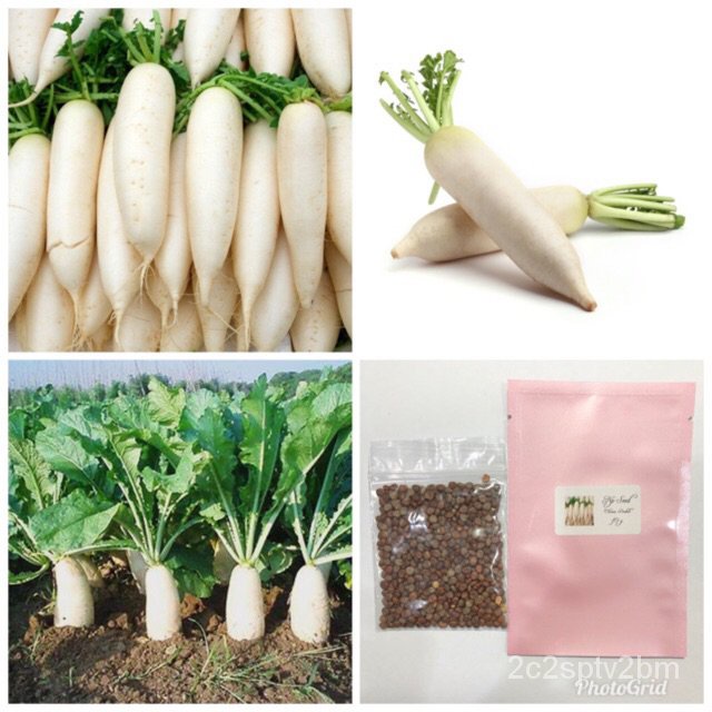 โรงงานขายส่ง-หัวไชเท้าสีขาว-radish-seed-ง่าย-ปลูก-สวนครัว-เมล็ด-สวนครัว-gymy