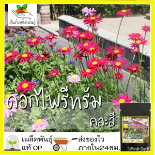 ผลิตภัณฑ์ใหม่ เมล็ดพันธุ์ จุดประเทศไทย ❤เมล็ดอวบอ้วน ไพรีทรัม คละสี ดอกไม้ไล่แมลง 50 เมล็ด Mixed Pyrethrum เมล็ดอว/เมล็ด