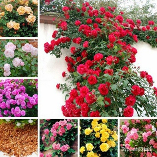 ผลิตภัณฑ์ใหม่ เมล็ดพันธุ์ 100pcs Gardening Home Potted Plants White Rose Pink Rose Embellishments Mini Rose 0fk /สวนครัว