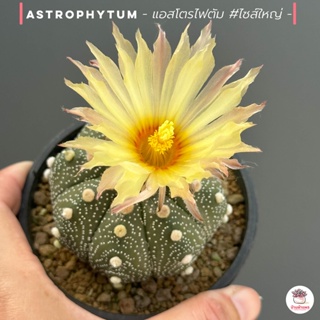 แอสโตรไฟตัม #ไซส์ใหญ่ Astrophytum แคคตัส กระบองเพชร cactus&succulent