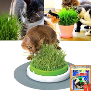 （คุณภาพสูง เมล็ด）50เมล็ด เมล็ด หญ้าแมว Cat Grass Seeds ต้นไม้มงคล ต้นไม้ฟอกอากาศ ของตกแต่งสวน/ง่าย ปลูก สวนครัว /สวนครัว