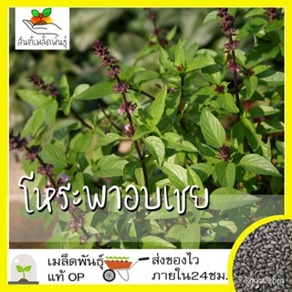 ผลิตภัณฑ์ใหม่ เมล็ดพันธุ์ จุดประเทศไทย ❤เมล็ดอวบอ้วน โหระพา อบเชย 100 เมล็ด Cinnamon Basil seed เมล็ดอวบอ้วนแท้ /สวนครัว