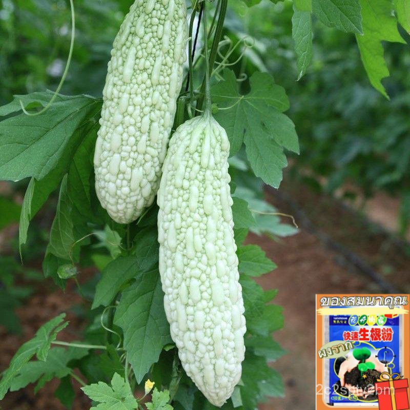 ของแท้-100-เมล็ดพันธุ์-มะระขี้นก-bitter-gourd-20-เมล็ด-เมล็ดพันธุ์ผัก-พัน-ง่าย-ปลูก-สวนครัว-เมล็ด-สวนครัว-jsvb