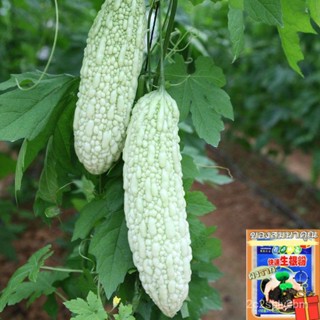 ของแท้ 100% เมล็ดพันธุ์ มะระขี้นก (Bitter gourd) 20 เมล็ด เมล็ดพันธุ์ผัก พัน/ง่าย ปลูก สวนครัว เมล็ด/สวนครัว JSVB