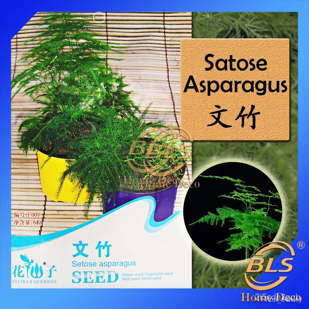 ผลิตภัณฑ์ใหม่-เมล็ดพันธุ์-จุดประเทศไทย-f009-asparagus-setaceus-flower-goddess-vegetable-flower-fruit-herb-seed-สวนครัว