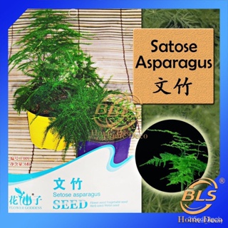 ผลิตภัณฑ์ใหม่ เมล็ดพันธุ์ จุดประเทศไทย ❤F009 ASPARAGUS SETACEUS FLOWER GODDESS VEGETABLE FLOWER FRUIT HERB SEED /สวนครัว
