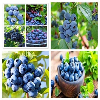 （คุณภาพสูง เมล็ด）2020 New Arrival 1000 Pcs BlueBerry Bonsai Plant Fruit Tree Blueberries Seed/ง่าย ปลูก สวนครัว /ผักสลัด