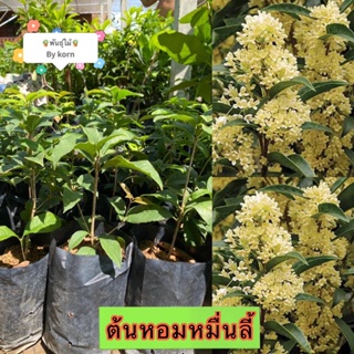 ภาพหน้าปกสินค้าต้นหอมหมื่นลี้ ไม้ดอก แข็งแรงพร้อมปลูก พร้อมส่ง ที่เกี่ยวข้อง