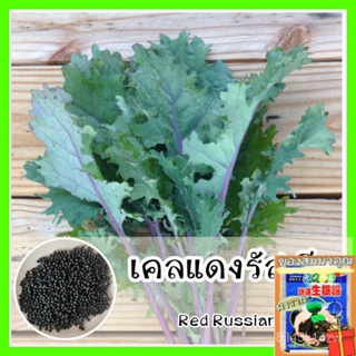 （คุณภาพสูง เมล็ด）พร้อมส่ง ❗❗ รหัส 011 เมล็ดพันธุ์แท้ OP เคลแดงรัสเซีย - Red Russian Kale ปลูก/ง่าย ปลูก สวนครัว /คละ 6EO