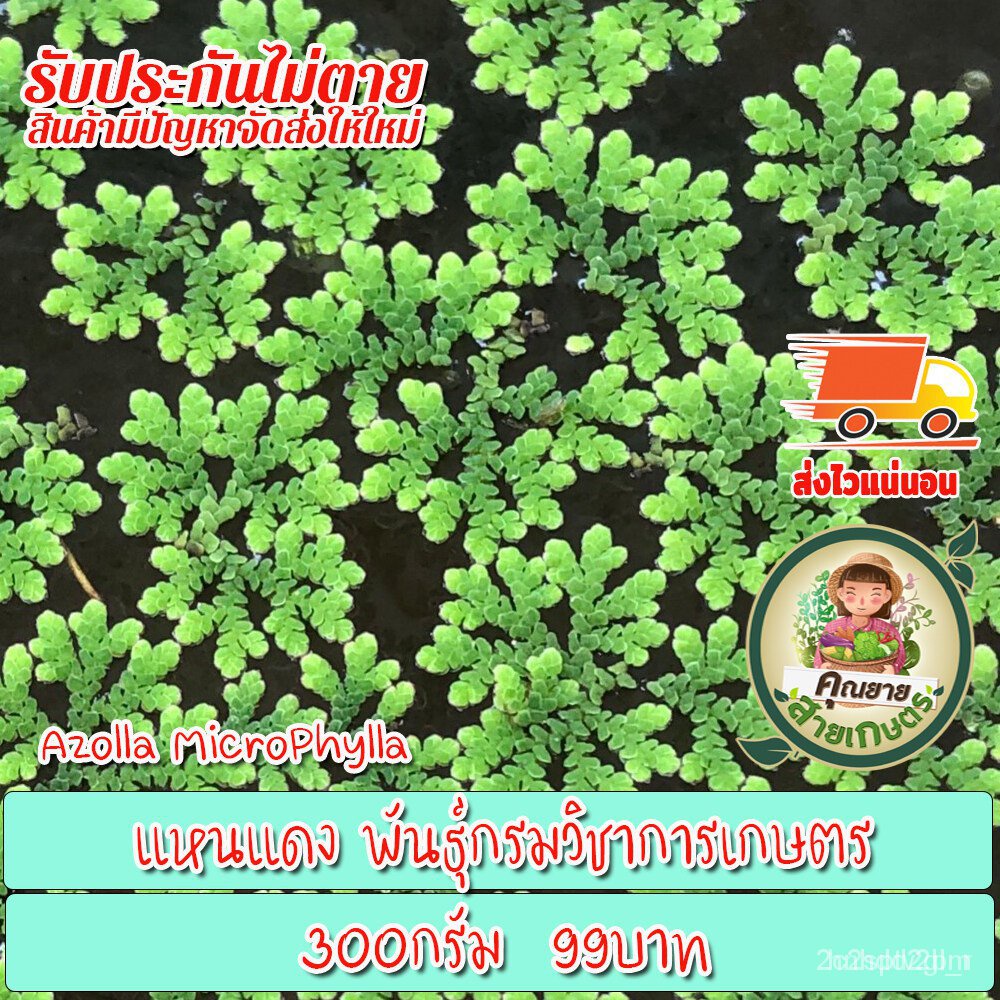 ผลิตภัณฑ์ใหม่-เมล็ดพันธุ์-สปอตสินค้า-แหนแดงสดสำหรับขยายพันธุ์-พันธุ์กรมวิชาการเกษตร-azoola-microphylla-300กรัม-ขายดี-a