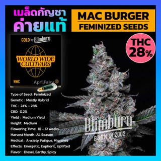 เมล็ดพันธุ์กัญชา MAC BURGER โฟโต้ เพศเมีย เมล็ดกัญชานอก THC สูง เมล็ดค่าย Blimburnseeds รับประกัน แท้100% แบ่งขาย