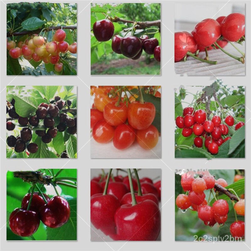 คุณภาพสูง-เมล็ด-30-แคปซพร้อมสต็อกประเทศไทย-mini-dwarf-cherry-tree-seeds-bonsai-fruit-seeds-พ-ง่าย-ปลูก-สวนครัว-สวนครัว