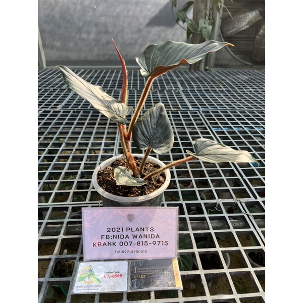 Philodendron squamicaule pink | Shopee Thailand