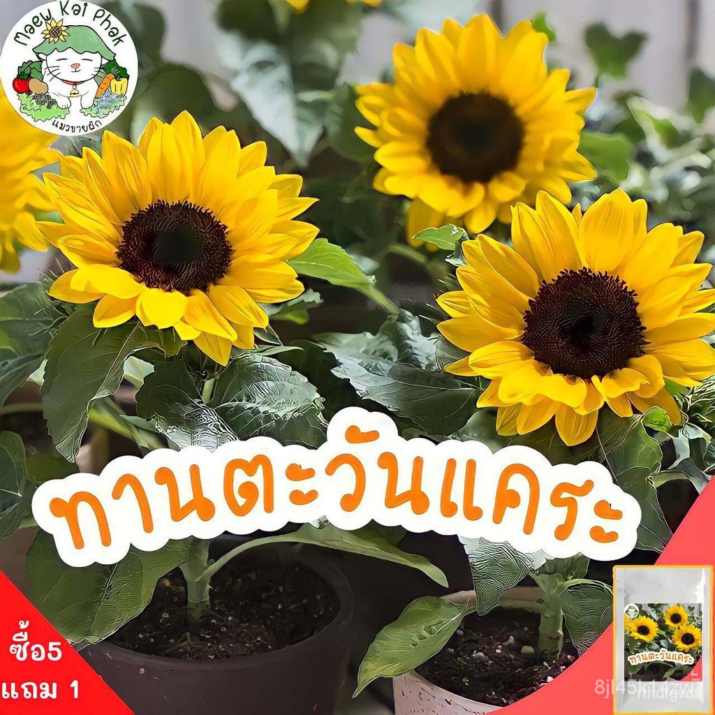 ผลิตภัณฑ์ใหม่-เมล็ดพันธุ์-จุดประเทศไทย-เมล็ดอวบอ้วน-รวมชุด-ดอกไม้-ปลูกง่าย-ดอกสวย-ทานตะวันแคระ-เดซี่ขาว-คาโมมา-ขายด-sv