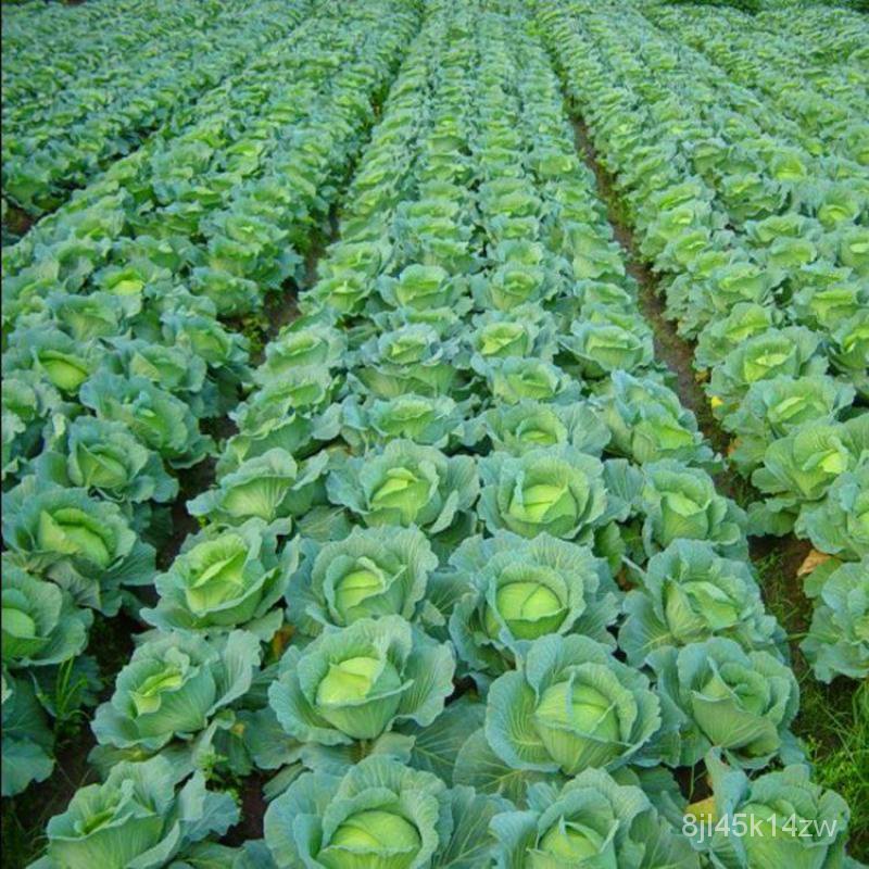 คุณภาพสูง-เมล็ด-กะหล่ำปลี-เมล็ดกะหล่ำปลี-cabbage-seeds-brassica-oleracea-seeds-200เมล็ดพันธุ-อินทรีย์-ผัก-ปลูก-ขายด-ig