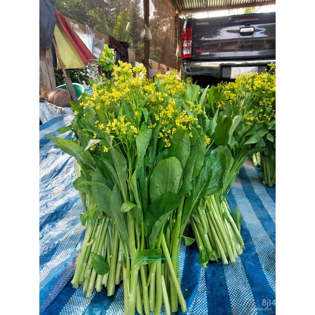 ผลิตภัณฑ์ใหม่-เมล็ดพันธุ์-เมล็ดพันธุ์คุณภาพสูงในสต็อกในประเทศไทยเมล็ดอวบอ้วนกวางตุ้งดอก-ผักกระจ้อน-เจียไต๋-ข-ขายดี-p