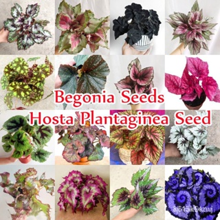 ผลิตภัณฑ์ใหม่ เมล็ดพันธุ์ สปอตสินค้า❤ของแท้ 100% 50 PCS บีโกเนีย Colorful Begonia Plants Seeds Flower Seeds Host/ขายด NB
