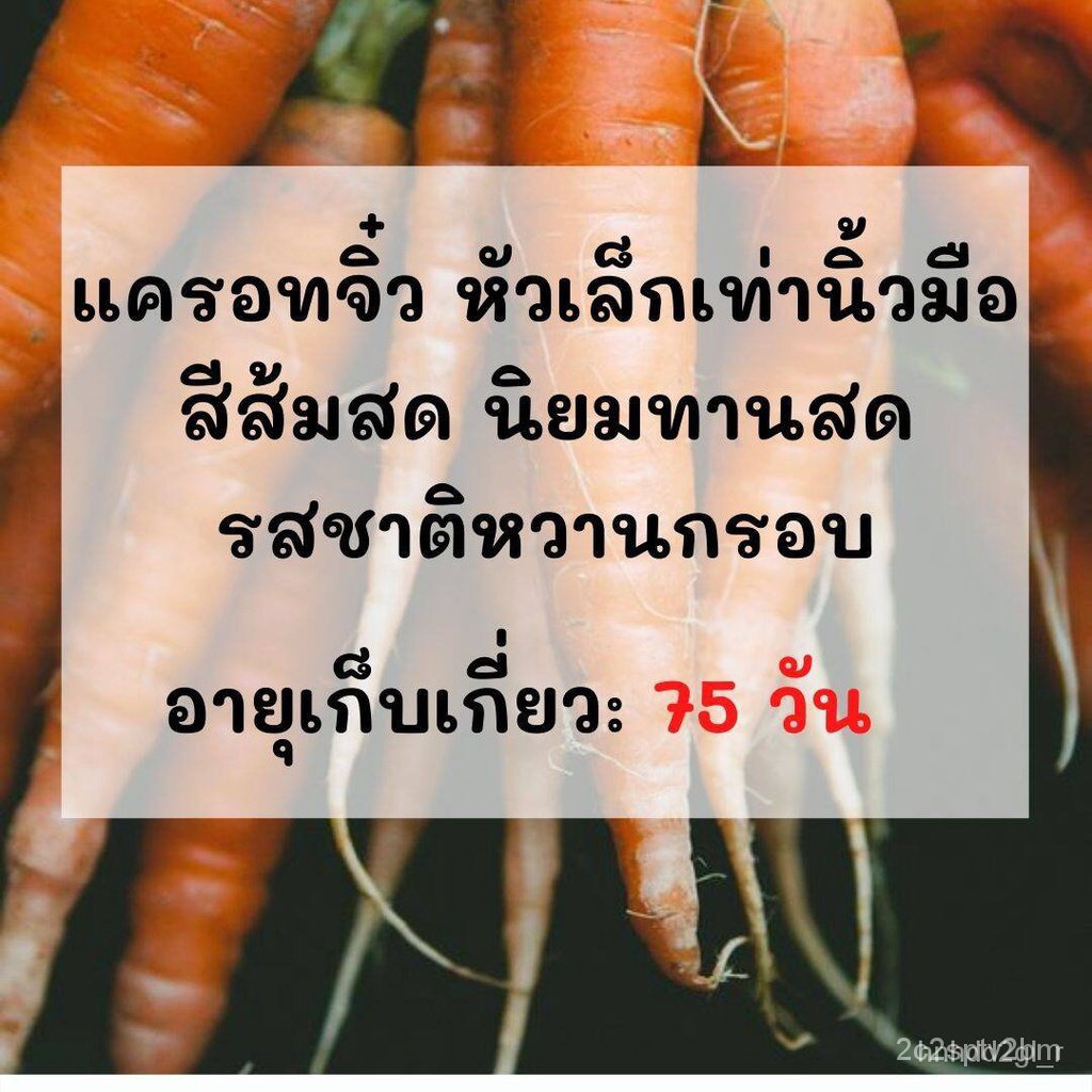 ผลิตภัณฑ์ใหม่-เมล็ดพันธุ์-จุดประเทศไทย-เมล็ดพันธุ์เมล็ดอวบอ้วน-เบบี้แครอท-แครอทจิ๋ว-2000-เมล็ด-littlefingers-ca-สวนครัว